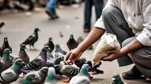 कबूतरों को दाना डाला तो घर पहुंचेगा चालान, आखिर सरकार ने क्यों लागू किया ये सख्त नियम…