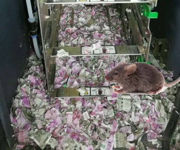 चूहे ने खाए 12 लाख रुपए ATM मशीन के अंदर ही मौत…