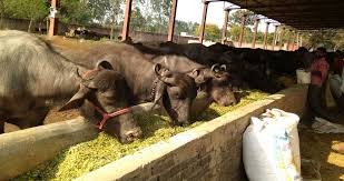 डेयरी फार्मिंग लोन योजना के आवेदन शुरू,जाने क्या है पूरी प्रोसेस…