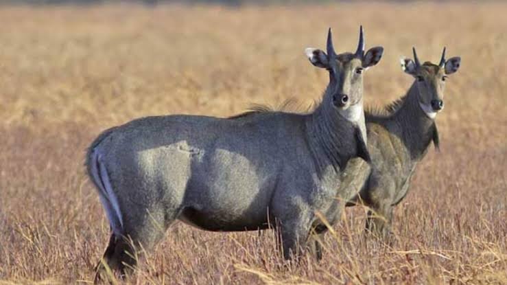 ना ही नीला, ना ही गाय, फिर क्यों कहते हैं नीलगाय, सच्चाई जान कानों पर नहीं होगा यकीन…