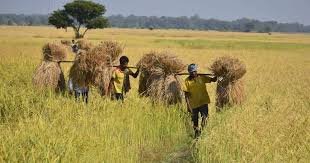 MSP के मुद्दे पर किसानों को गुमराह कर रहे हैं’, कृषि मंत्री कांग्रेस पर साधा निशाना…