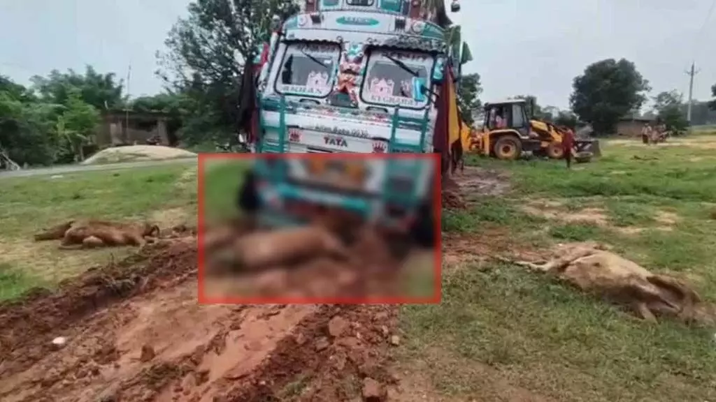 CG: तेज रफ्तार ट्रक ने सड़क किनारे बैठे मवेशियों को कुचला, 6 गायों की मौत