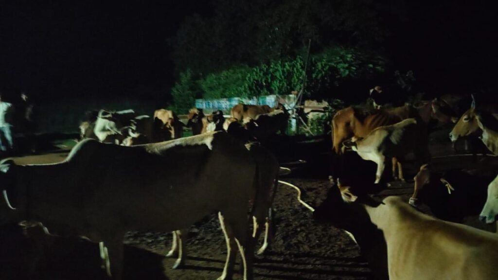 CG: गौ तस्करी, 200 से ज्यादा मवेशियों को ले जा रहे थे ओडिशा, तीन आरोपी गिरफ्तार