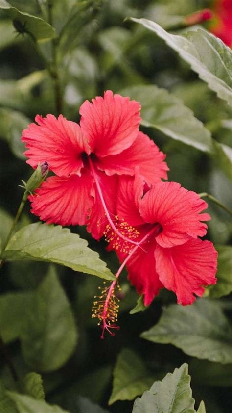 डायबिटीज को नियंत्रित करता है गुड़हल का फूल, यहाँ जाने इसके सेवन का सही तरीका…