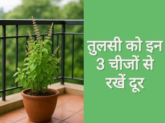 अपने घर की तुलसी के पास भूलकर भी नहीं रखनी चाहिए ये 3 चीजें, आसानी से खुल जाता है…