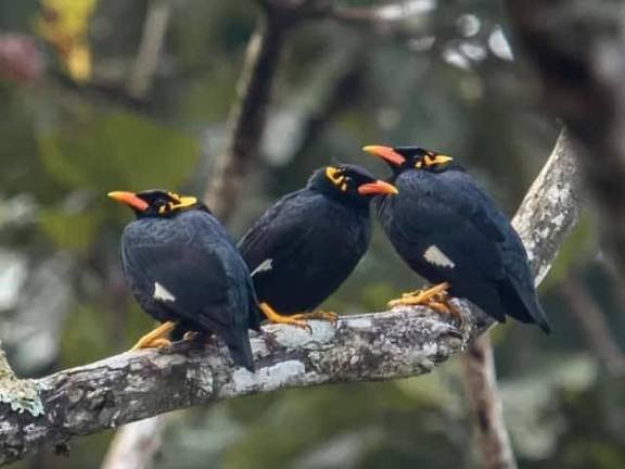 प्रदेश की राजकीय पक्षी पहाड़ी मैना पर अब रहेगी GPS से निगरानी…