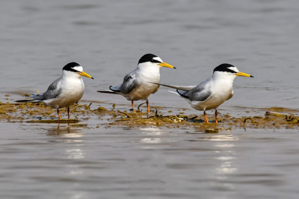 कोपरा जलाशय को राज्य का पहला रामसर साइट घोषित किया जाना छत्तीसगढ़ के लिए गर्व का क्षण: मुख्यमंत्री साय…
