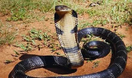 महिला की मौत का सनसनीखेज जहरीले सांप से पत्नी को इस तरह डसवाया, खुलासा, पति समेत 4 गिरफ्तार…