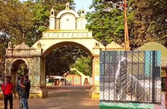 मैत्री बाग में सफेद बाघिन की मौत, जांच में जुटे चिड़ियाघर प्रबंधन और वन विभाग…