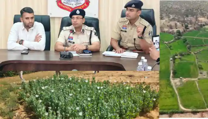 72 घंटे के भीतर जिला प्रशासन की अफीम की खेती पर ताबड़तोड़ कार्रवाई…