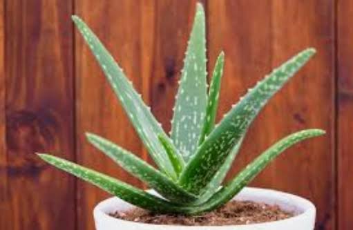 ये 8 प्रकार के औषधीय पौधे जिन्हें आप घर पर उगा सकते हैं…