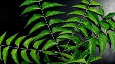 इस कड़वे नीम के अनेक फायदे, बीमारियां रहती है दूर, खूबसूरती जाती है निखार…