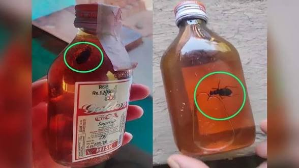 सीलबंद शराब बोतल से निकला कॉकरोच, सरकारी दुकान की गुणवत्ता पर उठे ये सवाल…