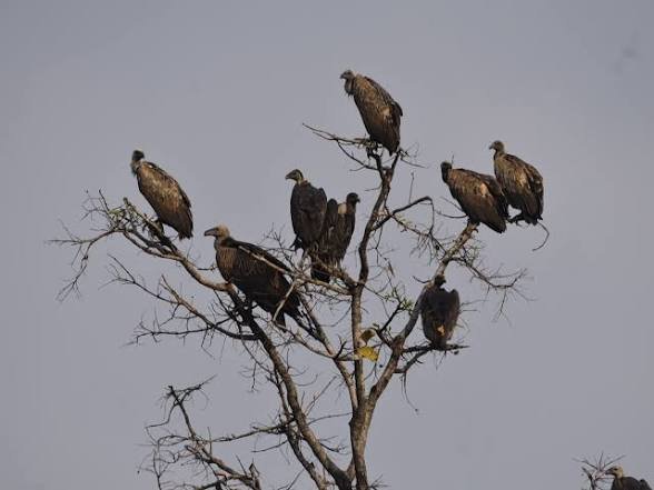 कान्हा नेशनल पार्क मंडला में गिद्धों की गणना, महाअभियान में मिले इतने गिद्ध…