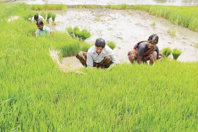 माह जून में किसानवाणी कार्यक्रम के प्रसारण की तिथि तय…