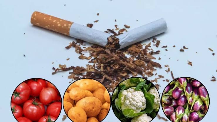 सिगरेट के अलावा इन सब्जियों में भी पाया जाता है निकोटिन, क्या इन्हें खाना सुरक्षित है जाने यहां से…