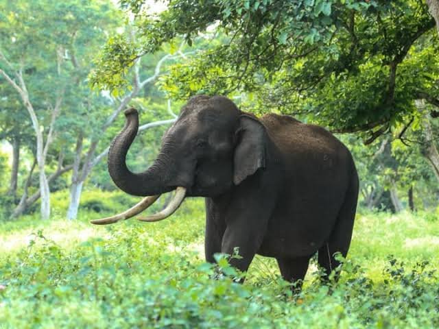 गांव में फैली दहशत हाथियों का आतंक, घर में सो रहे दंपति को इस तरफ से उतारा मौत के घाट…
