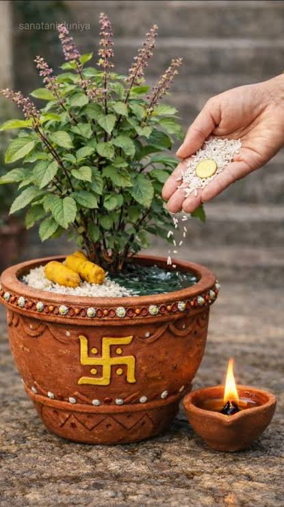 आषाढ़ में तुलसी के पास हर शाम जलाएं इस तेल का दीपक कहते हैं, यहीं से बदलने लगती है घर की किस्मत…