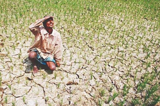इस जिले में मानसून की बेरुखी से किसान बेहाल, सूखने लगी धान की फसल…