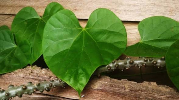 रोज सुबह 1 गिलास गिलोय का पानी शरीर में होने लगते हैं ये 5 चौंकाने वाले बदलाव…