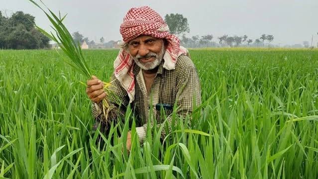 किसानों के लिए बड़ी खबर, फसल बीमा कराने के लिए 31 जुलाई तक मौका, धान समेत इन 10 फसलों पर योजना लागू…