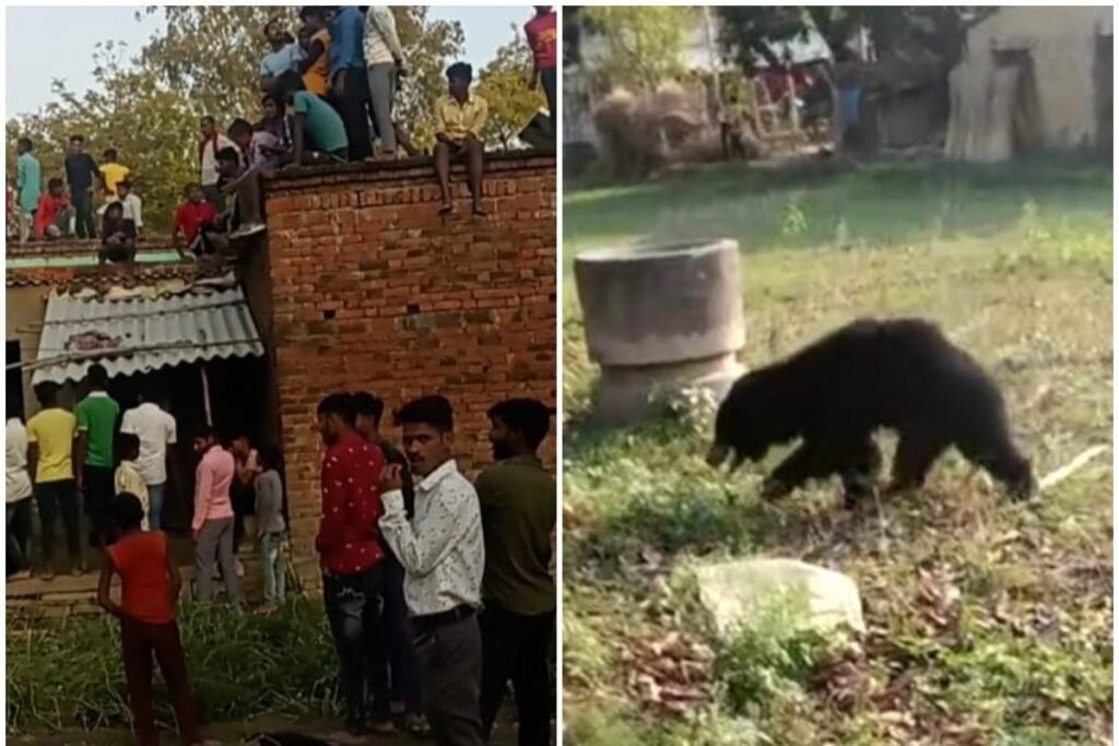 घरों से बाहर न निकलें यहां भालू ने दो लोगों को उतारा मौत के घाट, इस गांव के आसपास अब भी मौजूद, हमले…