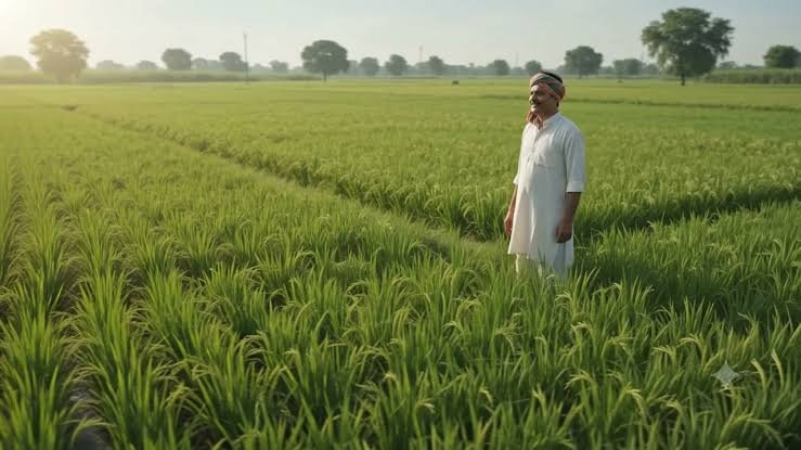 धान के साथ इस खेती ने बदली किसान की तकदीर, पौन एकड़ से कमाया लाखों का मुनाफा…