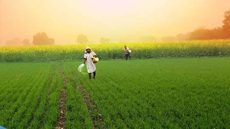 इस यूरिया से बदली सब्जी की खेती की तस्वीर, किसान सम्मेलाल बने आत्मनिर्भरता की मिसाल…