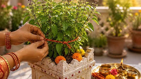 आखिर तुलसी में कलावा बांधने के पीछे क्या है मान्यता जानें 3 गांठों का रहस्य और किस दिन बांधना माना जाता है शुभ…