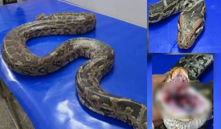 250 KM का सफर, वेंटिलेटर और CPR मौत से जूझते अजगर की डॉक्टर ने बचाई जान, साढ़े 3 घंटे चला ऑपरेशन…