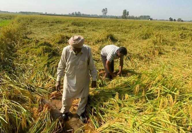 चक्रवाती तूफान और बारिश से किसानों की बढ़ी चिंता, इस फसल पर मंडराया नुकसान का खतरा…
